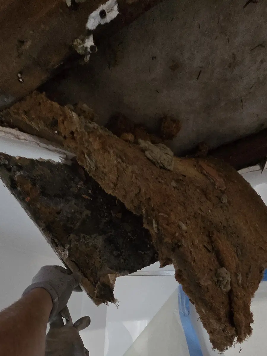Retrait d’un ancien isolant au niveau d’un plafond ouvert.
